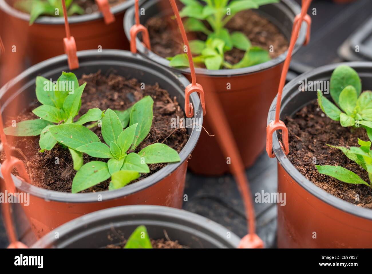 I giovani pianta di Petunia ripiantarono in pentole appese Foto Stock