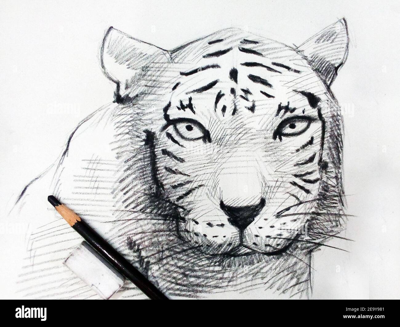 Arte, disegno, Tiger di disegno di arte fine, ghepardo, leopardo Foto Stock