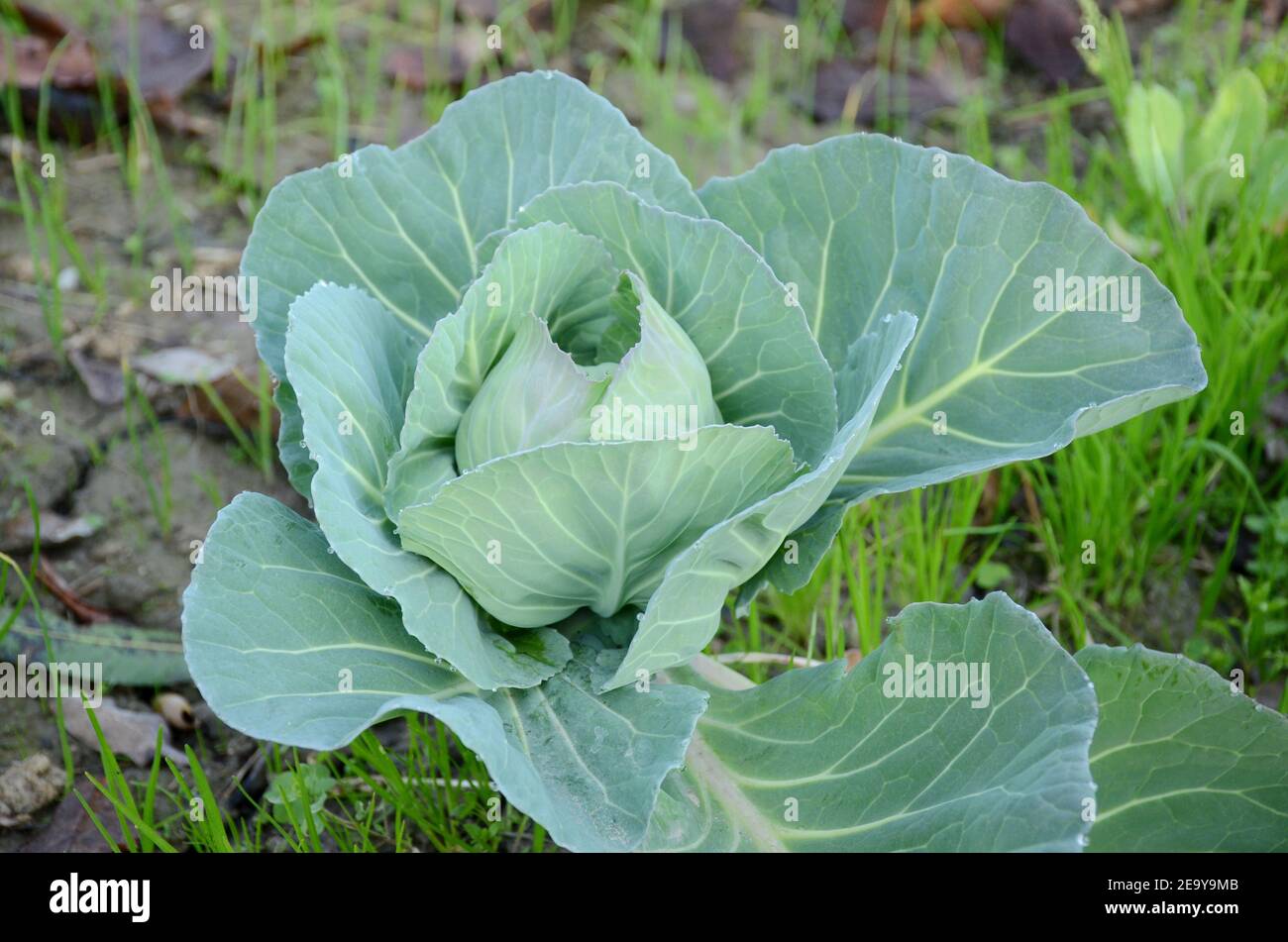 Pianta di cavolo con foglie grandi in un giardino Foto Stock