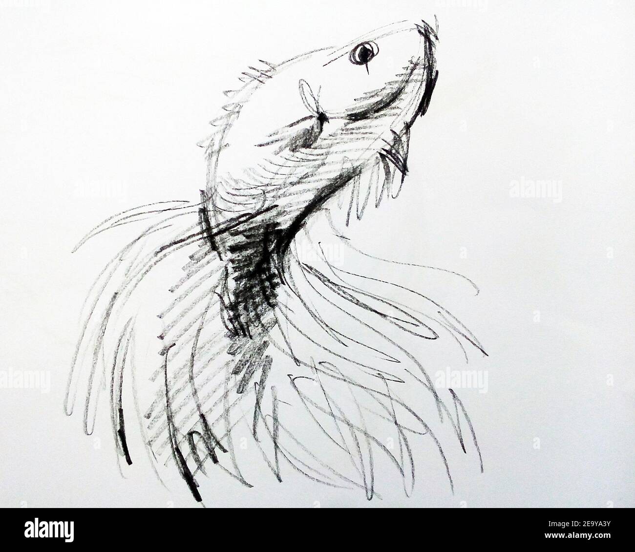 Disegno ,schizzo ,fuori linea, faccia, carino ,Betta fish Foto Stock