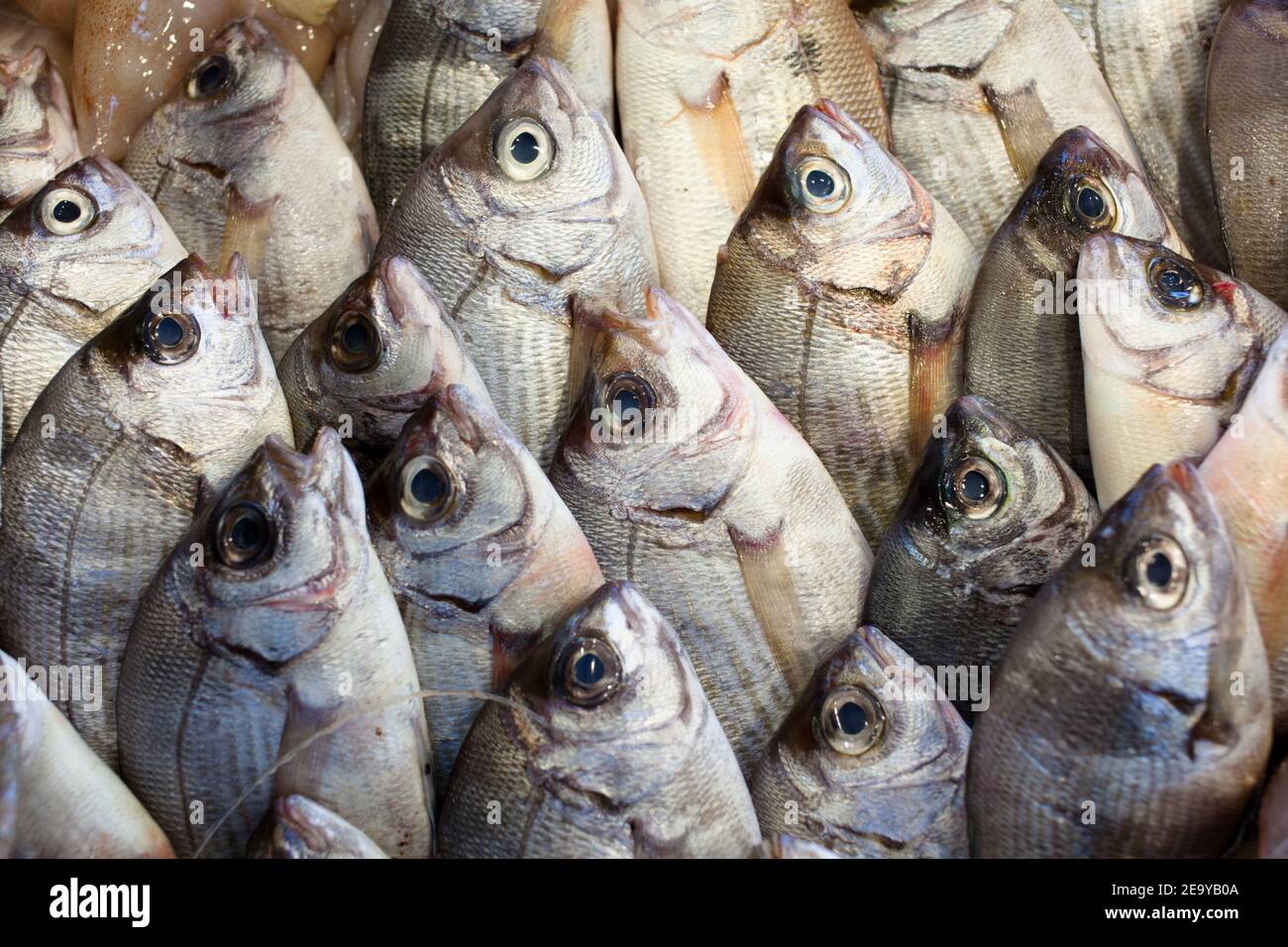 Una scena di un mercato del pesce con molti pesci freschi disposti su un vassoio con la bocca aperta. Foto Stock