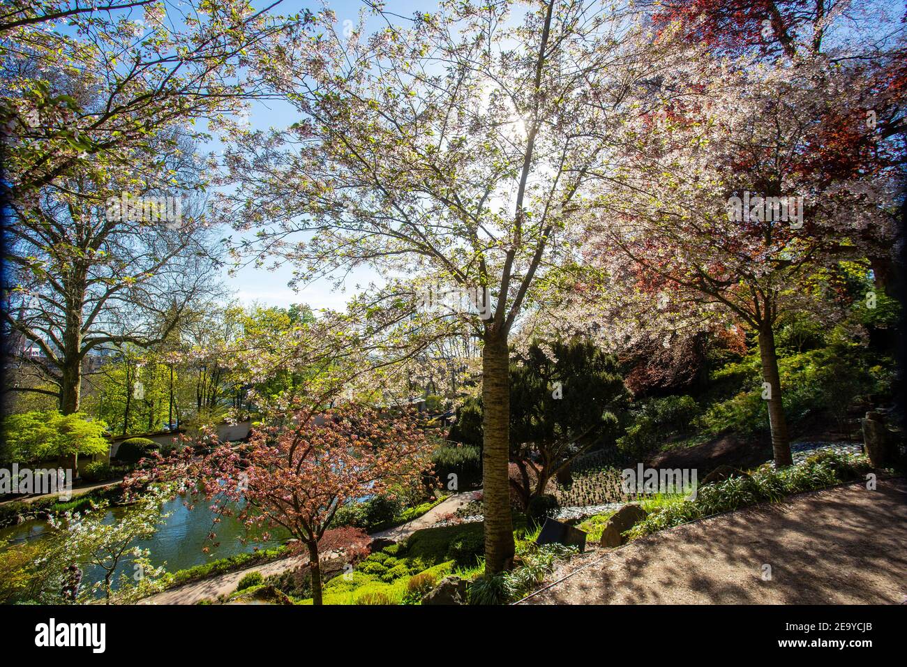 Incredibile natura nel mese di aprile nel giardino giapponese Kaiserslautern. Sakura (fioritura dei ciliegi) tempo e stagno sullo sfondo Foto Stock