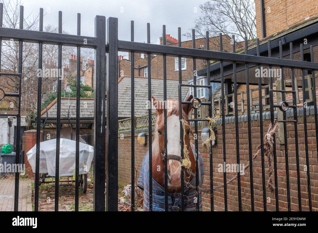Un cavallo legato ad una recinzione a Londra Foto Stock