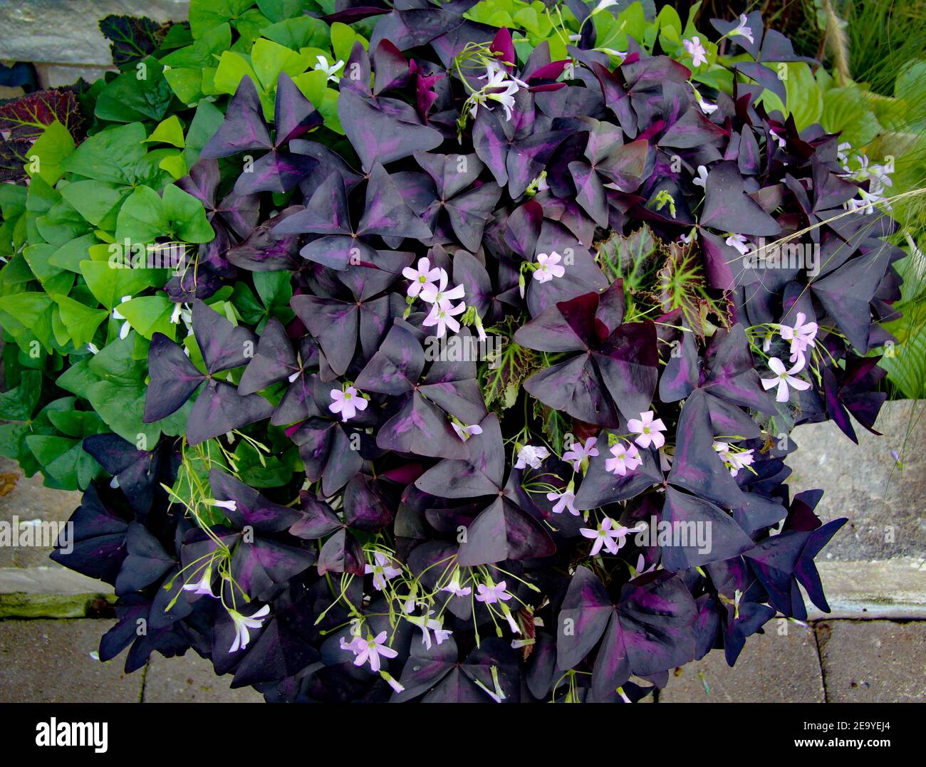 I triangularis di oxalis viola e verde accolgono i visitatori di questo Chicago patio in pietra calcarea Foto Stock