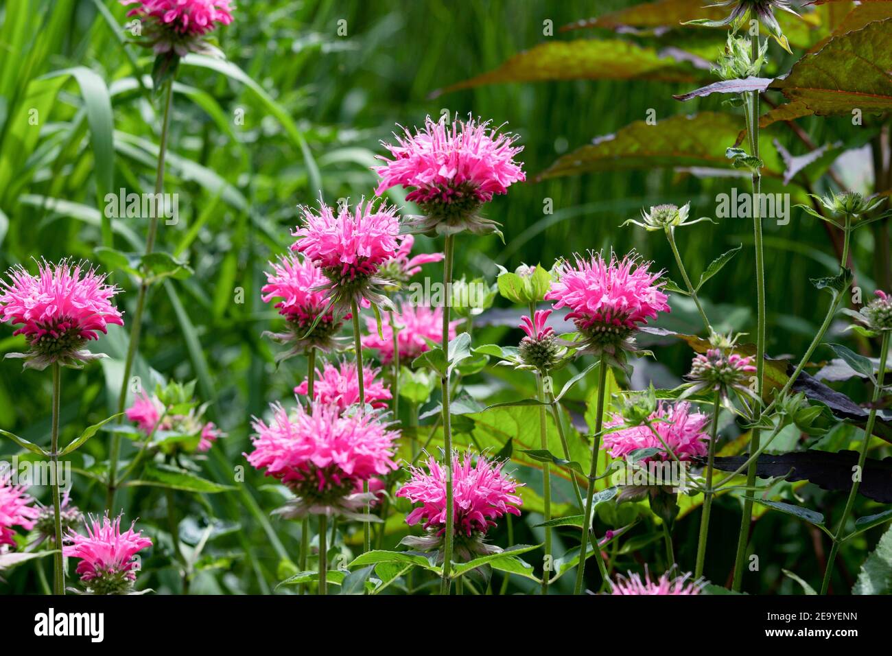 Brillante pianta di balsamo d'ape rosa, monarda didyma, evidenziata dal sole del mattino, un fiore medicinale dall'odore fragrante, e un magnete per i colibrì. Foto Stock