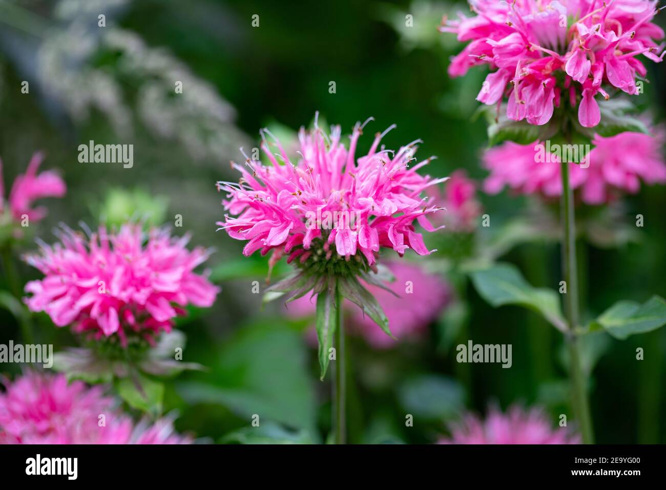 Brillante pianta di balsamo d'ape rosa, monarda didyma, evidenziata dal sole del mattino, un fiore medicinale dall'odore fragrante, e un magnete per i colibrì. Foto Stock