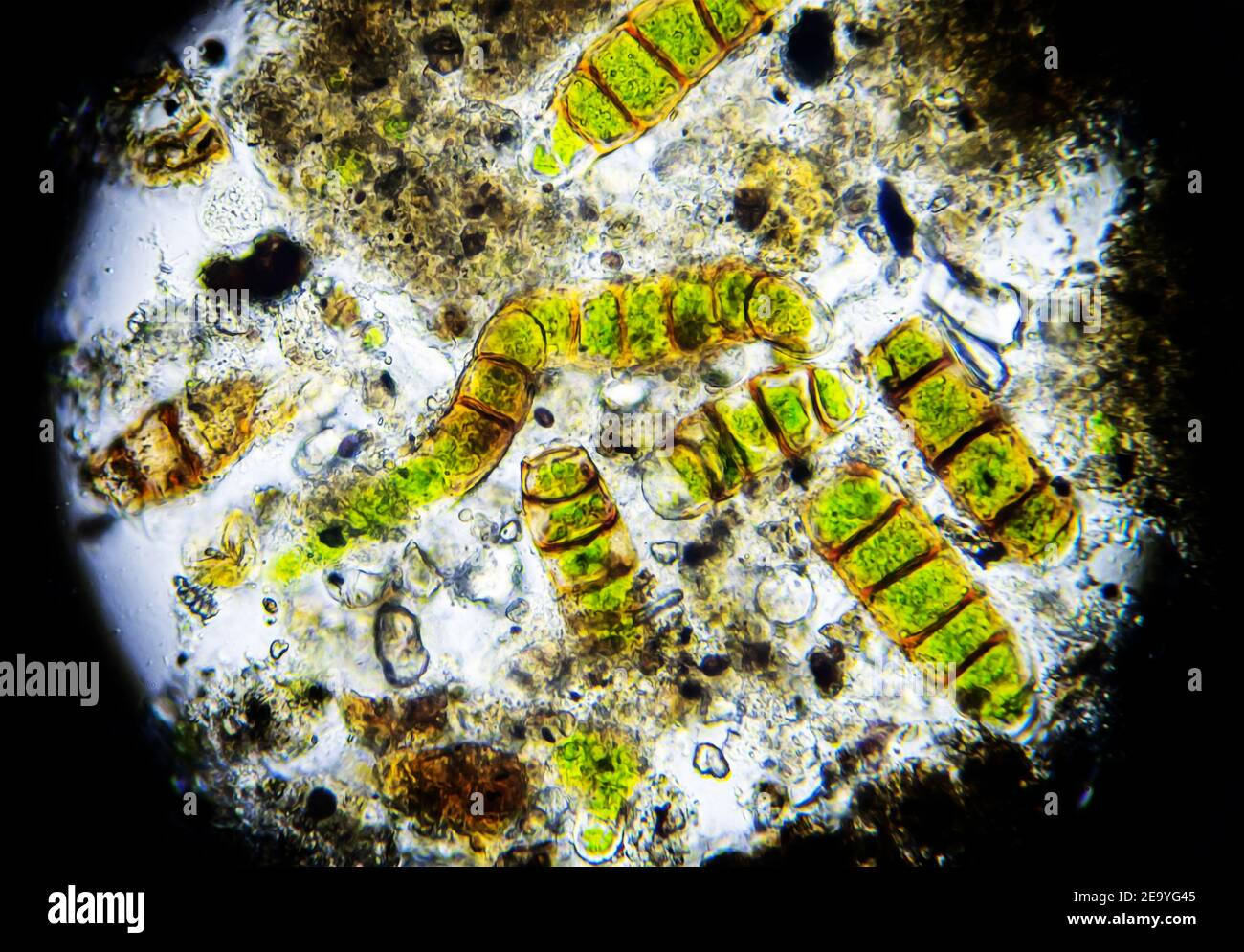 Microalghe al microscopio, campione prelevato dal muschio Foto Stock