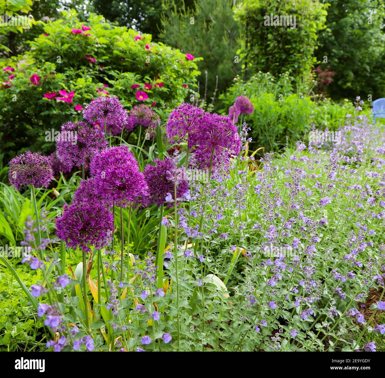 L'allio viola e il nepeta blu morbido che fiorisce insieme arbusto rosso ciliegia rose e jackmanii clematis Foto Stock