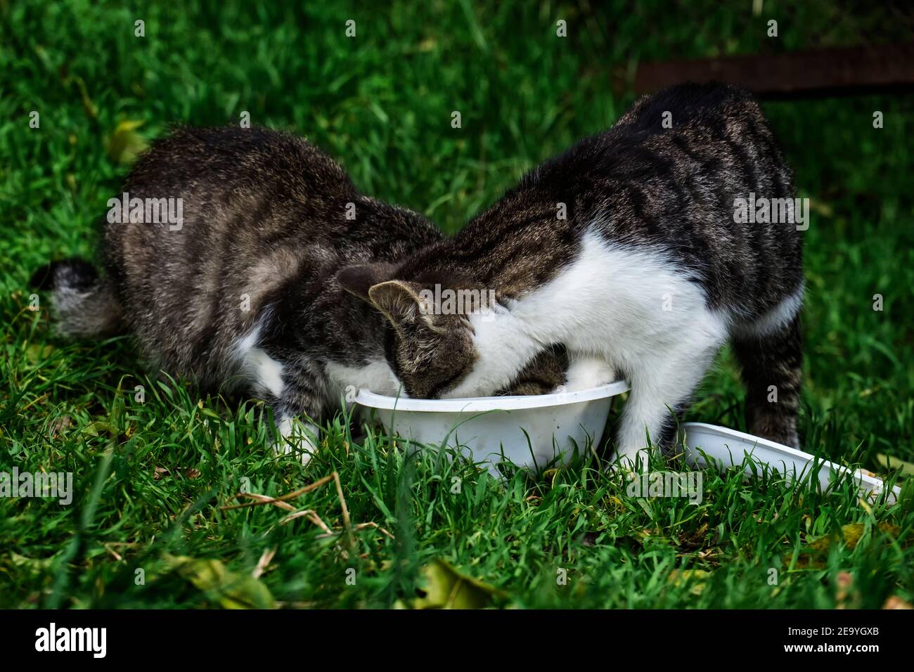 Due gattini senza casa che mangiano da una ciotola di plastica Foto Stock
