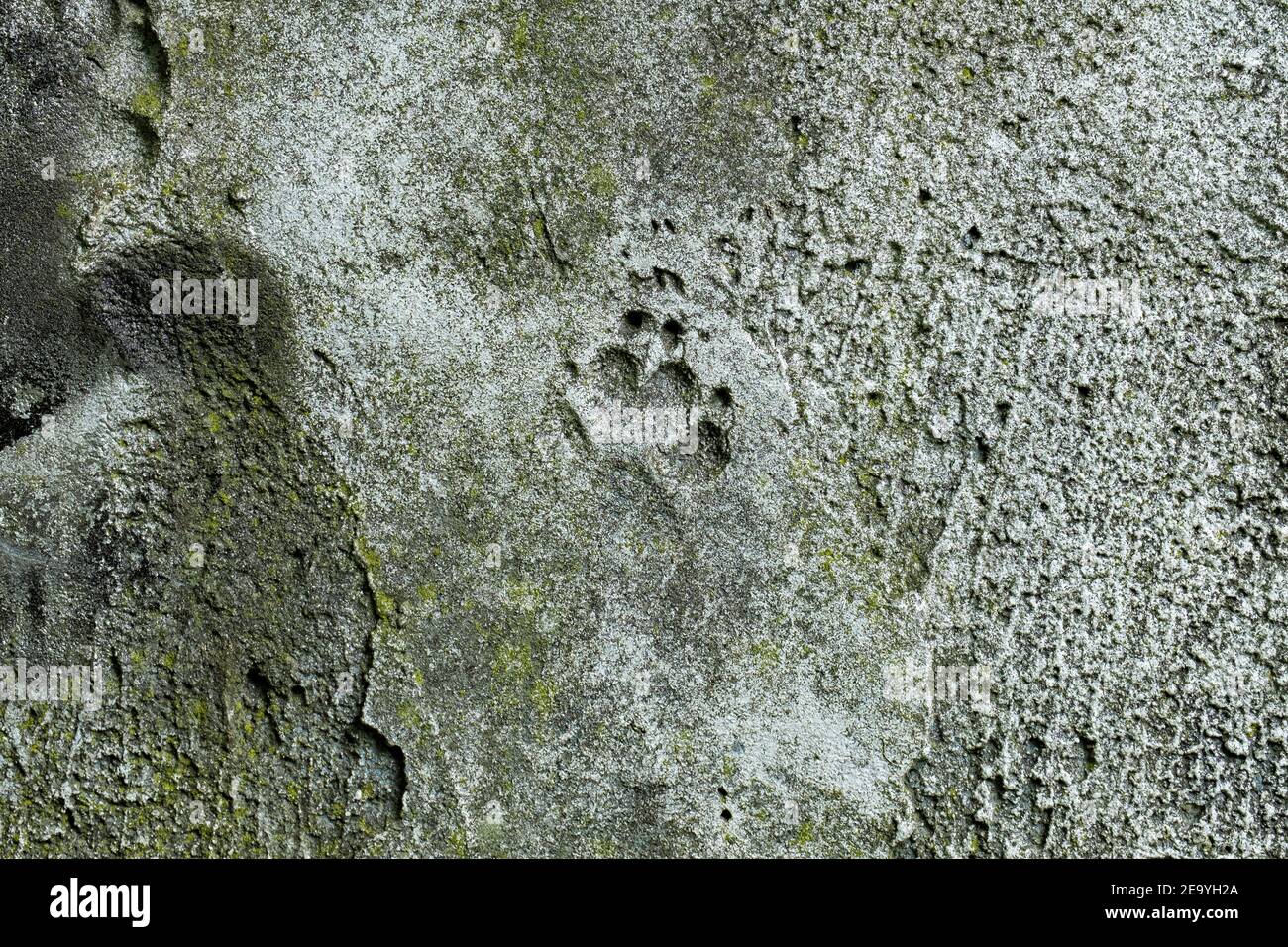 Impronta del cane impressa su una vecchia superficie di cemento Foto Stock