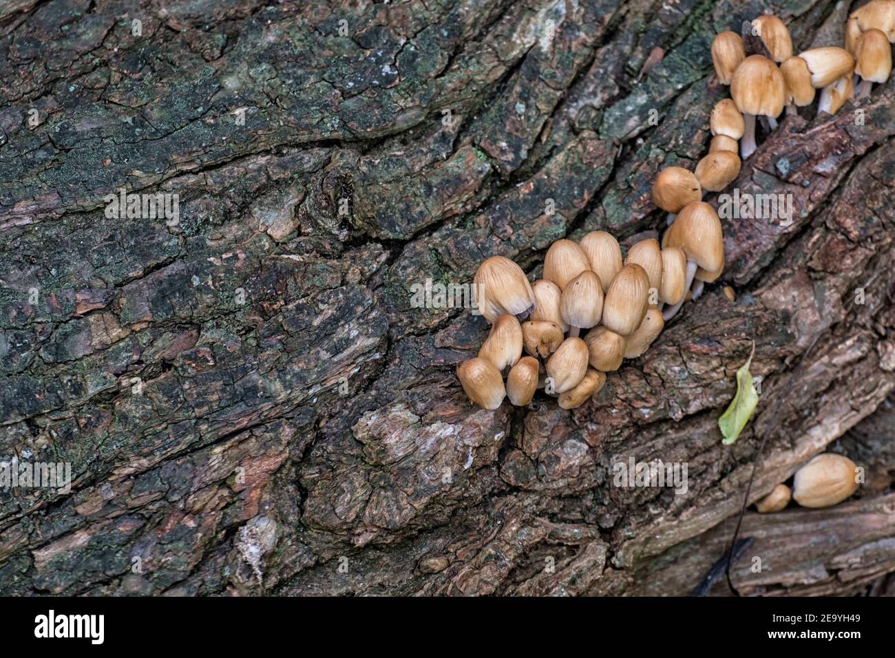 Colonia di funghi di mica sulla corteccia di a. Albero (Coprinellus micaceus) Foto Stock