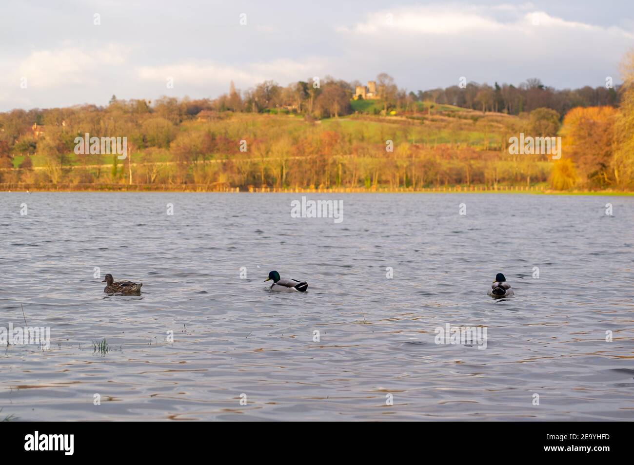 Cookham, Berkshire, Regno Unito. 6 febbraio 2021. Anatre che si godono la loro nuova casa temporanea su terreni agricoli allagati. Un allerta alluvione rimane in vigore lungo il tratto del Tamigi da Hurley a Cookham. Il Pound attraverso Cookham Moor è allagato all'inizio di questa settimana e rimane chiuso al traffico a seguito di inondazioni. I livelli delle acque alluvionali sono diminuiti, tuttavia, si prevede che, durante la notte, si possano verificare ulteriori precipitazioni insieme a possibili nevicate e l'Agenzia per l'ambiente sta monitorando attentamente la situazione. Credito: Maureen McLean/Alamy Foto Stock