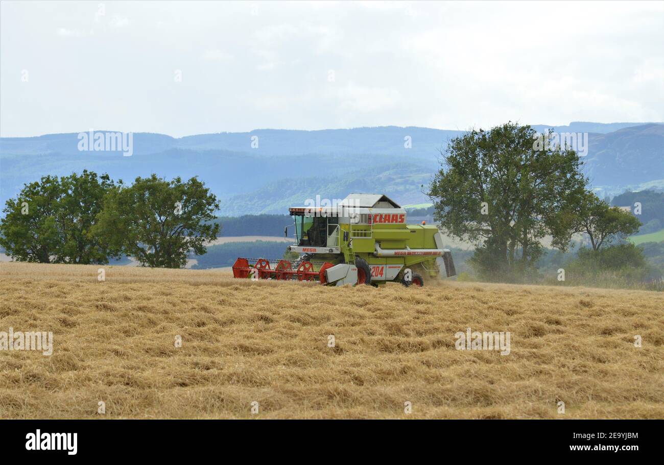 Claas Combine Harvesting Spring Barley, Maryfield, Blairgowrie, Perthshire, Scozia - UK Arable Farming. Foto Stock
