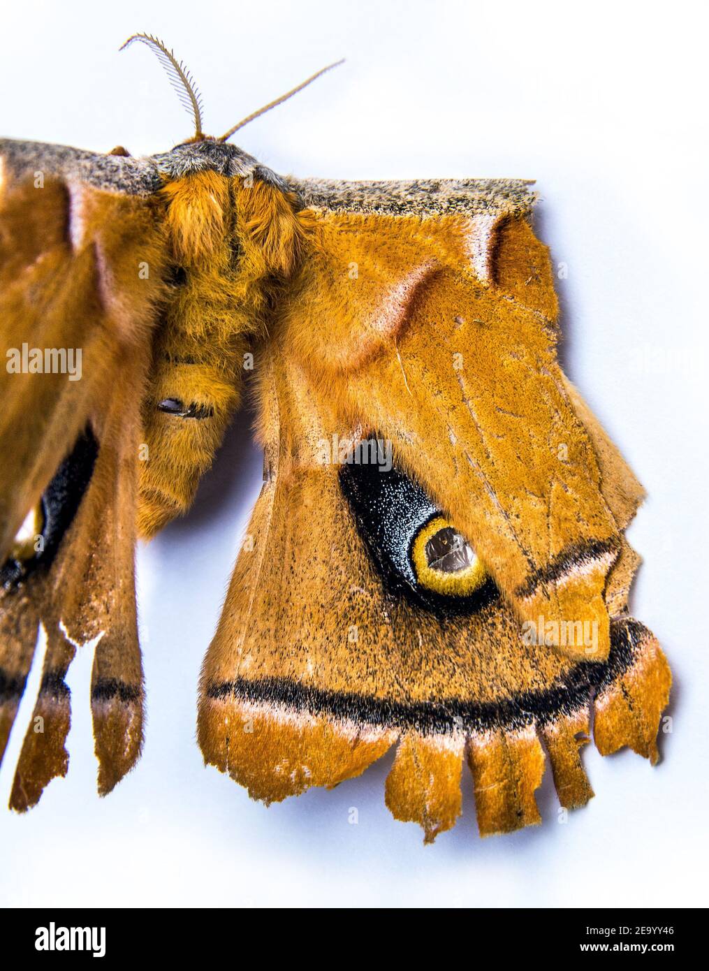 Immagine macro del punto dell'occhio annotato sull'ala della falda. Moth con un falso occhio marcature sulla sua ala confonderà i predatori. Foto Stock