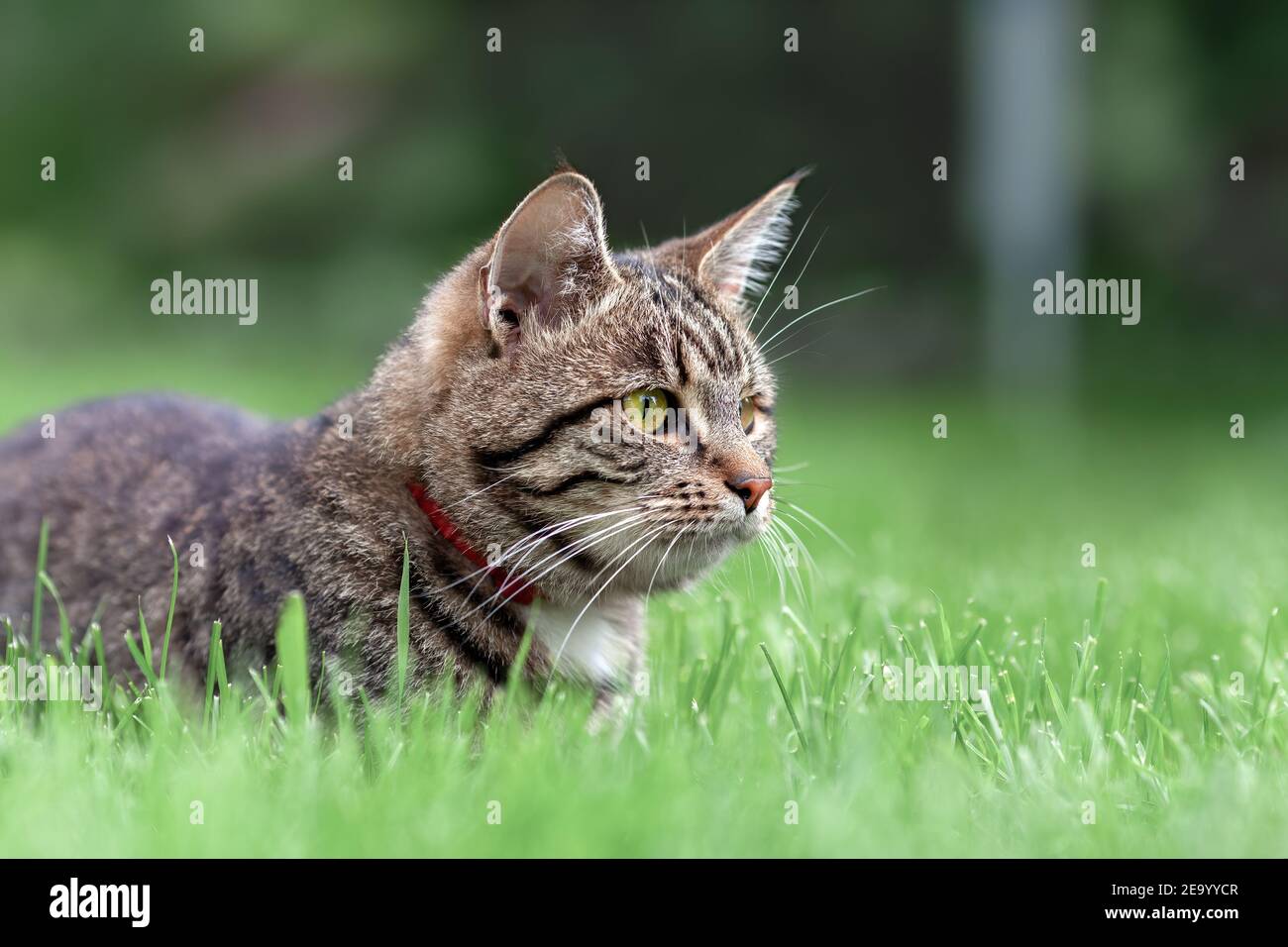 Gatto domestico tabby grigio adagiato sull'erba in giardino Foto Stock