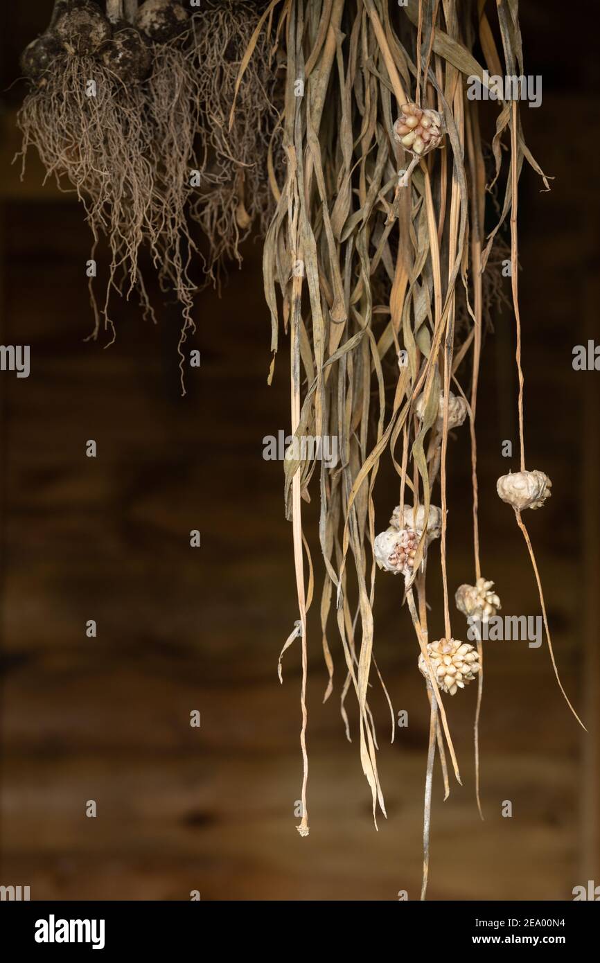 Bulbi e bulbi di aglio in capanna da giardino - Scozia, UK Foto Stock
