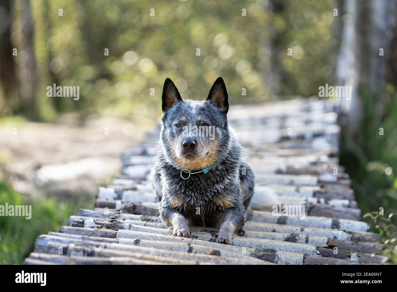Il cane heeler blu è sdraiato su un ponte di legno nella foresta. Ritratto del cane australiano di bestiame alla natura. Foto Stock