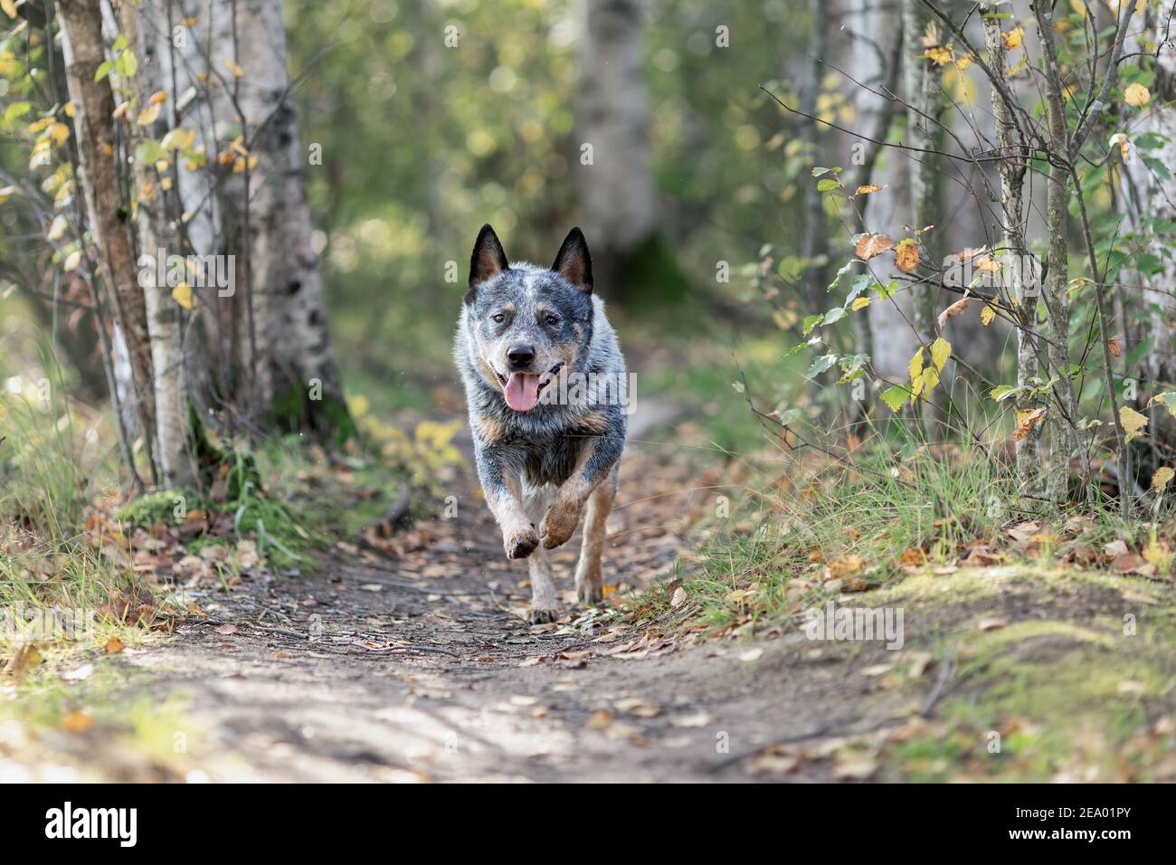 Il giovane cane australiano sta correndo tra le foreste. Ritratto dell'attività del heeler blu. Foto Stock