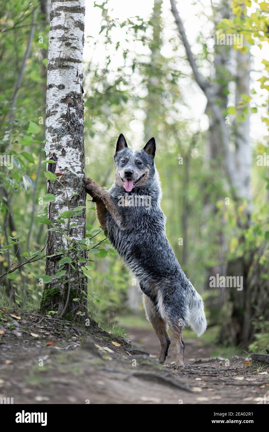 Il cane australiano del bestiame mentre addestrando il comando del tocco. Guaritore blu in natura Foto Stock