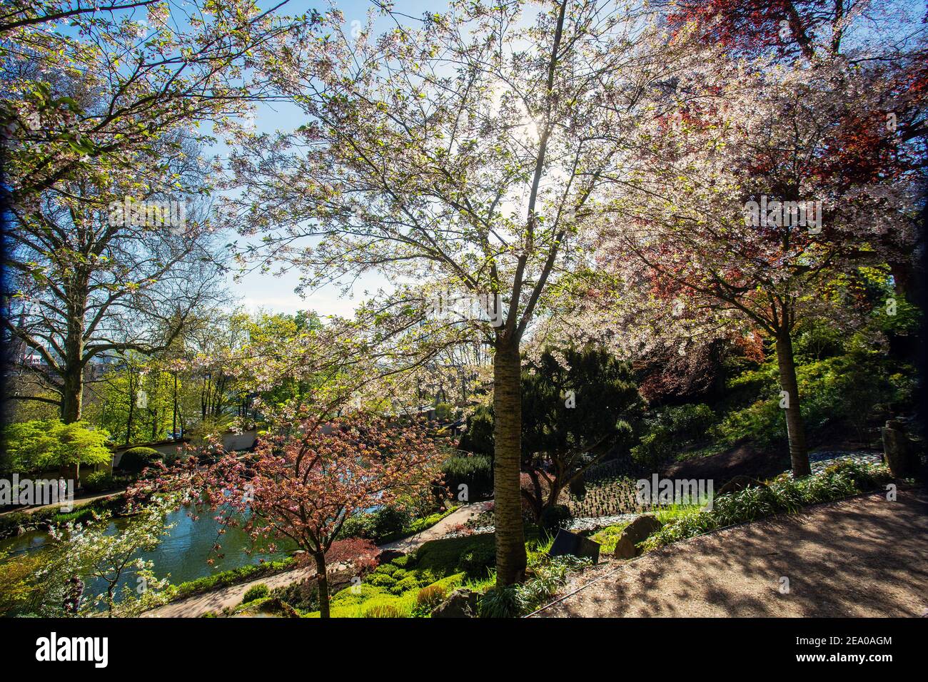 Incredibile natura nel mese di aprile nel giardino giapponese Kaiserslautern. Sakura (fioritura dei ciliegi) tempo e laghetto con carpe DI KOI sullo sfondo Foto Stock