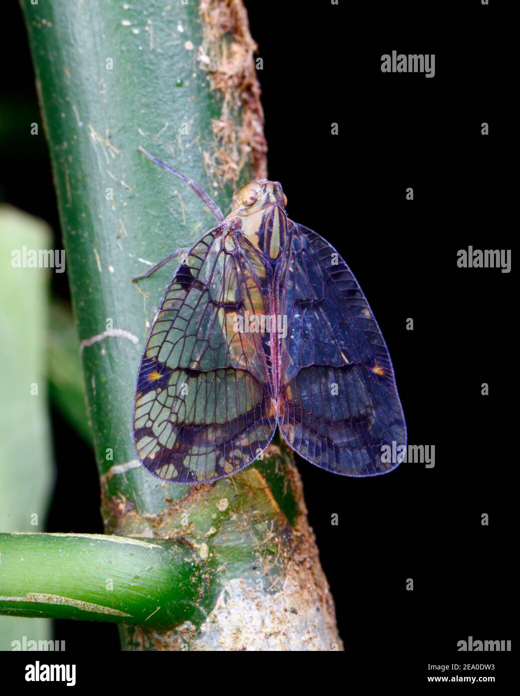 Una tramoggia ad ala di rete, Biolleyana Costalis, su una pianta pronta per l'alimentazione o l'alimentazione. Foto Stock
