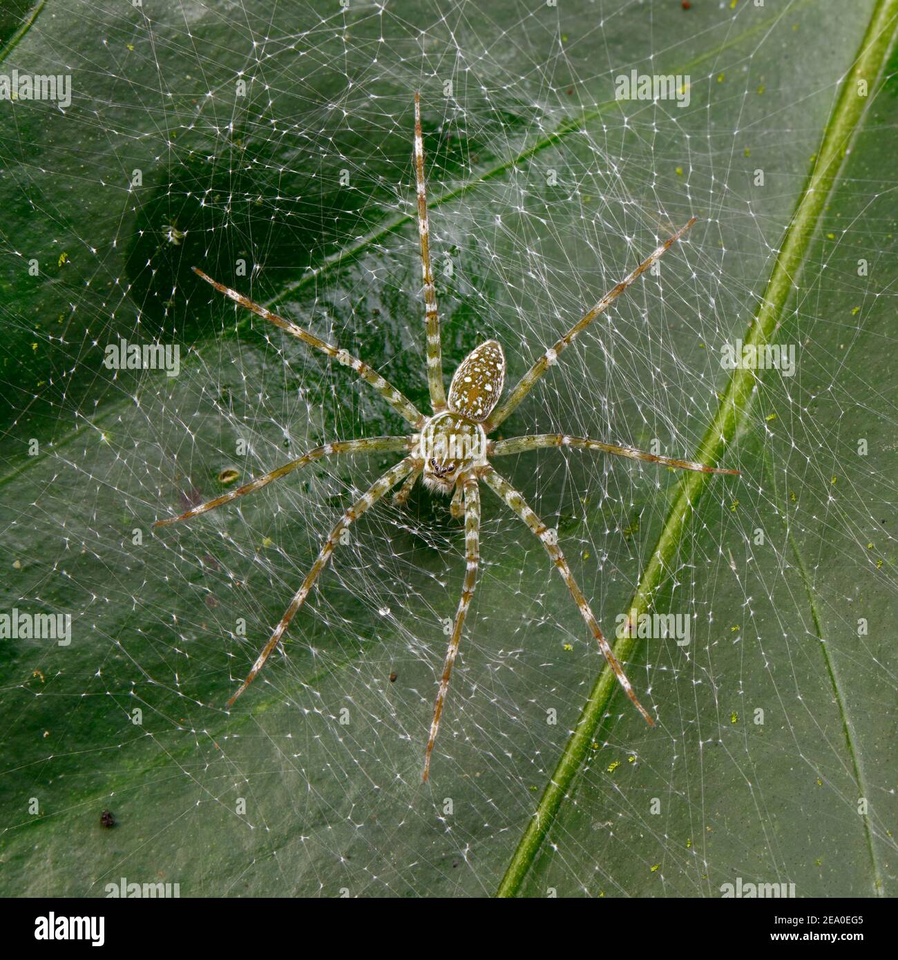 Un ragno da pesca verde, la specie Dolomedes, su una rete attaccata ad una foglia. Foto Stock