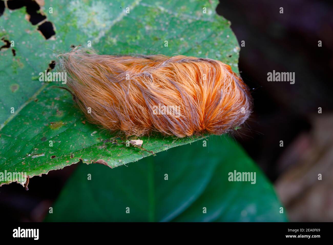 Un bruco di falce, Megalopyge sp, strisciando su una foglia. Foto Stock
