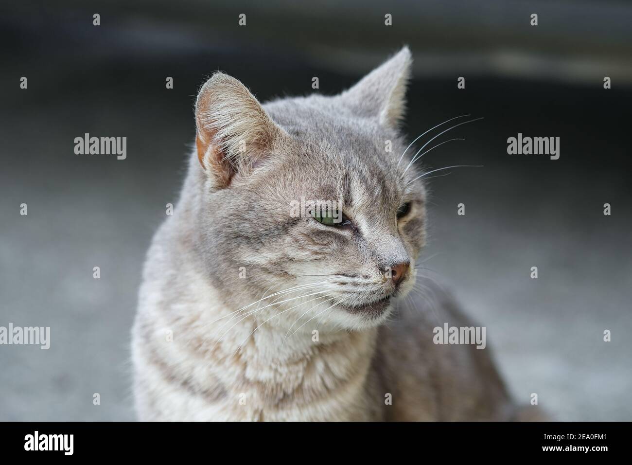 Verde felino occhi gatto faccia ritratto primo piano, felino animali da compagnia sfondo Foto Stock