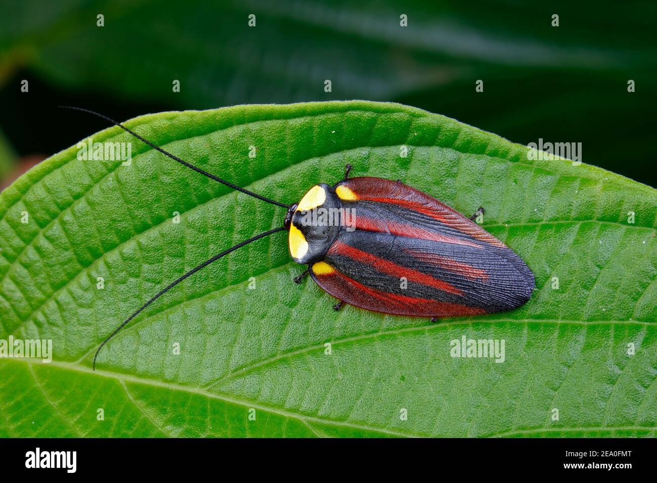 Un meraviglioso scarafaggio forestale, Paratropes bilunata, è strisciato su un piper vite. Foto Stock