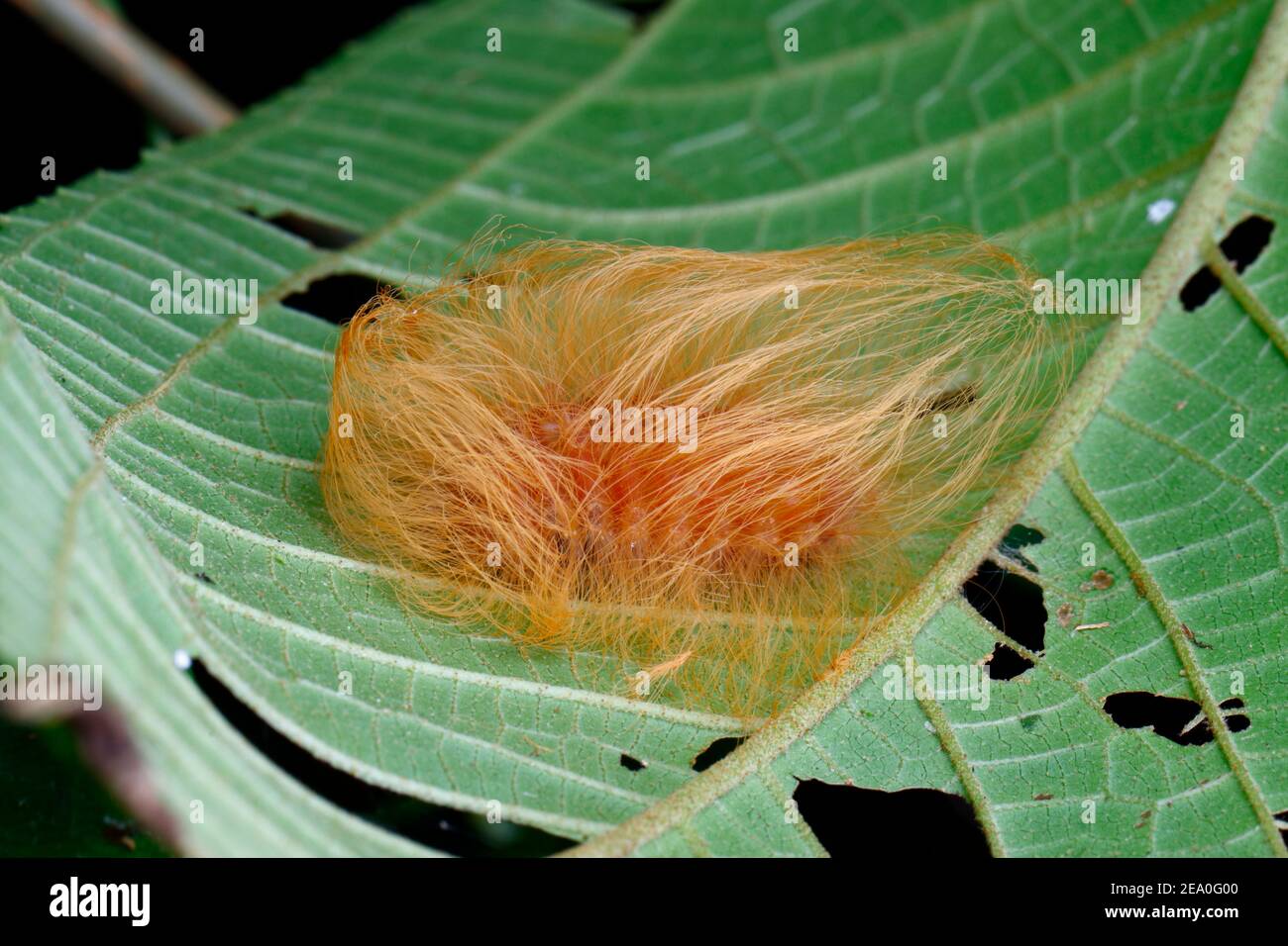Megalopyge sp, che strisciando su una foglia, sembra una parrucca Donald Trump. Foto Stock
