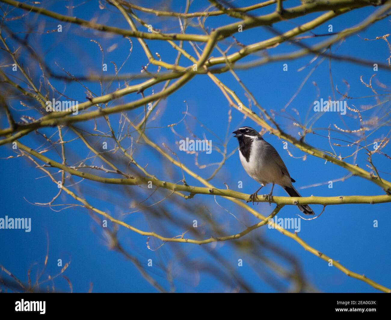 Uccello passero nero in natura Foto Stock