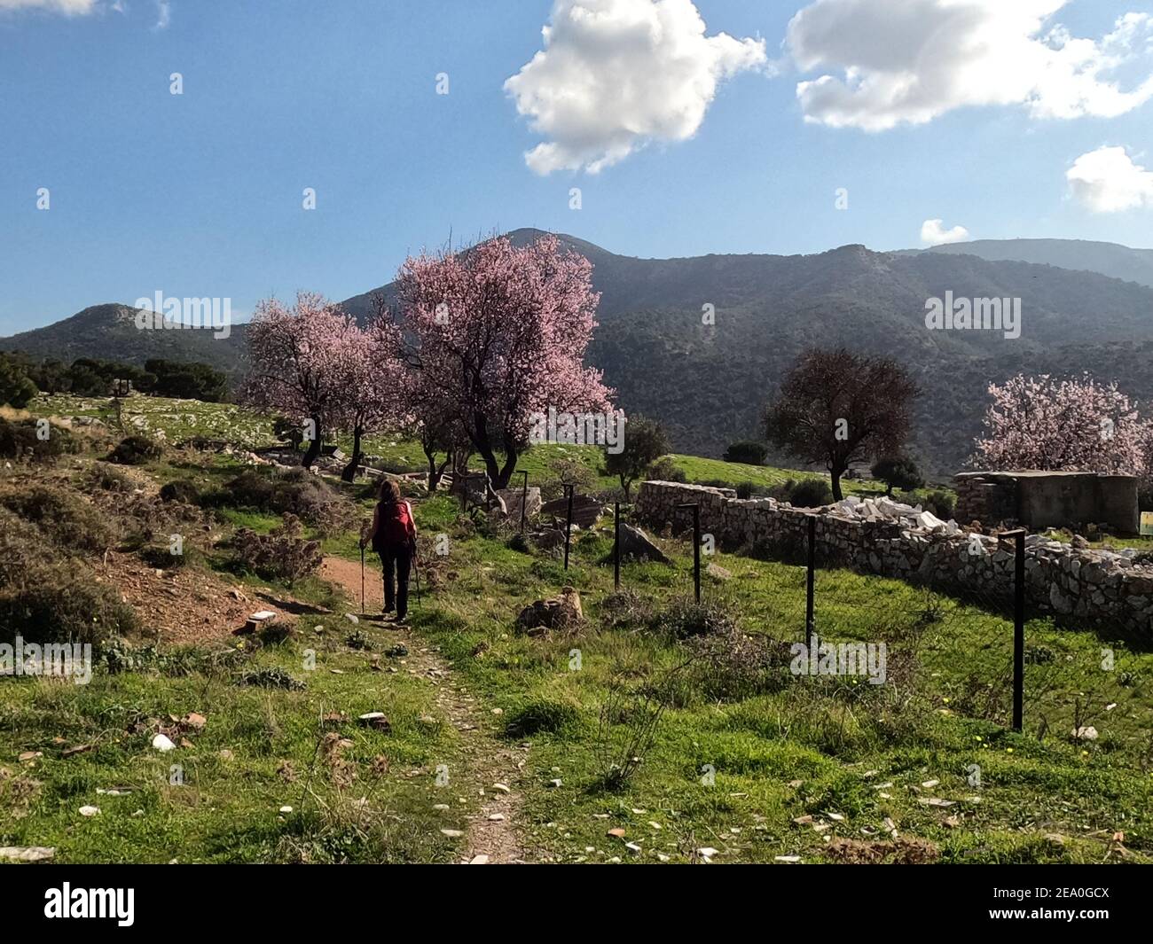 Donna trekking da alberi di mandorle in piena fioritura rosa, Monte Hymetto, Grecia Foto Stock