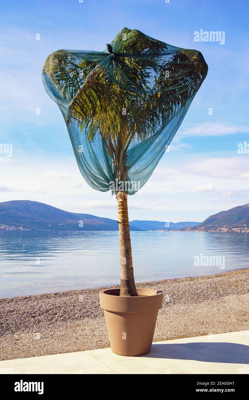 Protezione palma da vento freddo in inverno. Montenegro, Baia di Kotor, Tivat Foto Stock