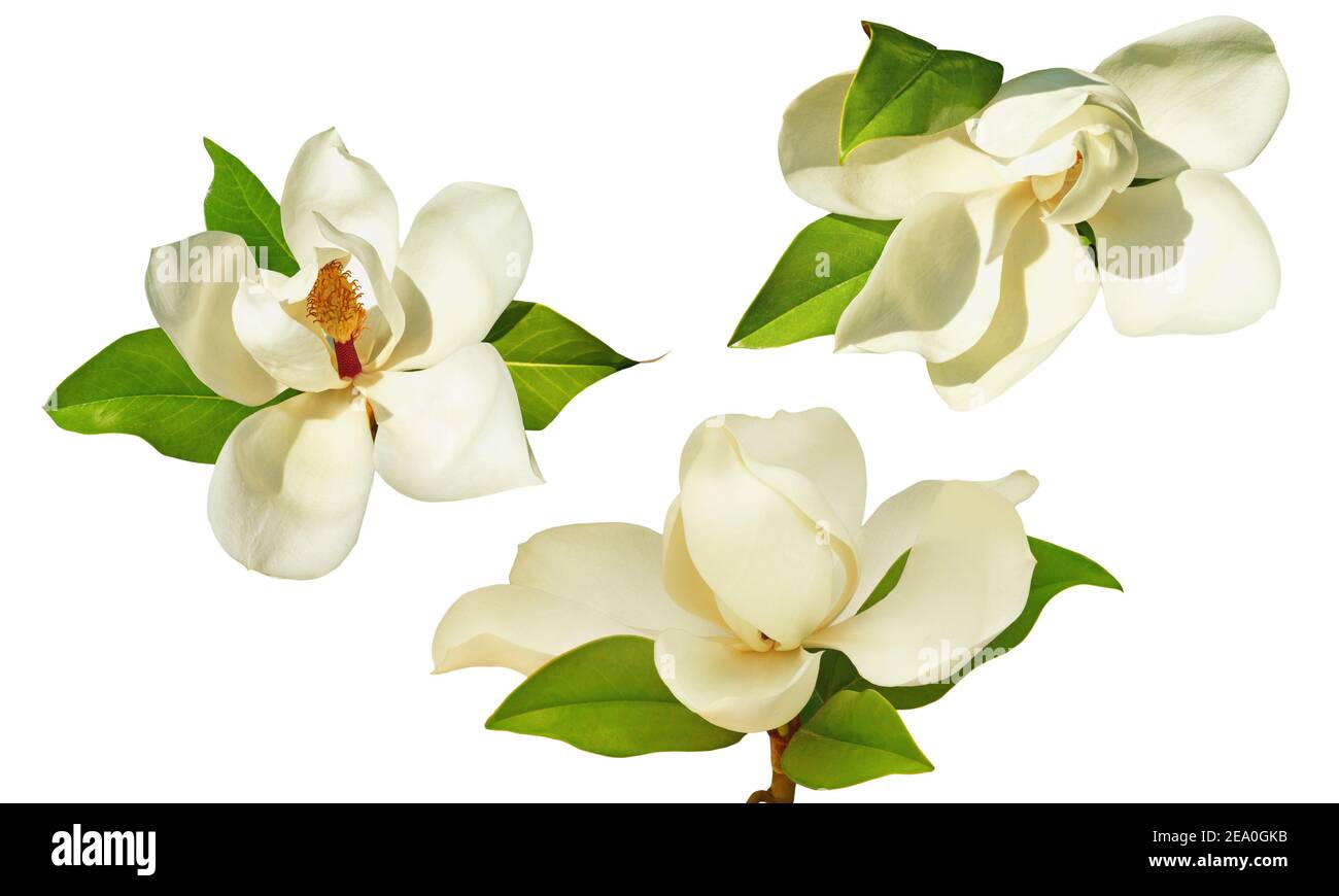 Bellissimi fiori della magnolia Meridionale ( Magnolia grandiflora ). Isolato su sfondo bianco Foto Stock