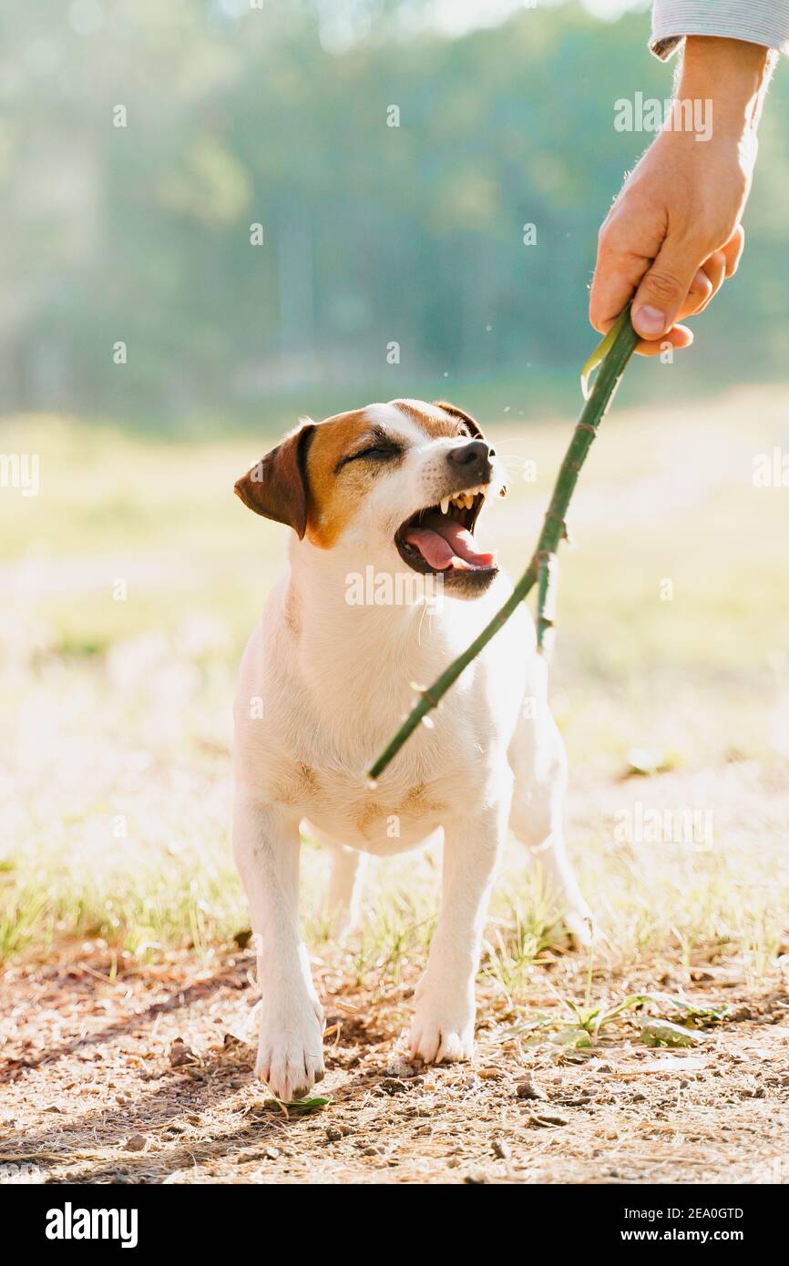 Jack russell terrier barks. Il cane gioca con bastone di legno. Persone e animali domestici. Foto Stock