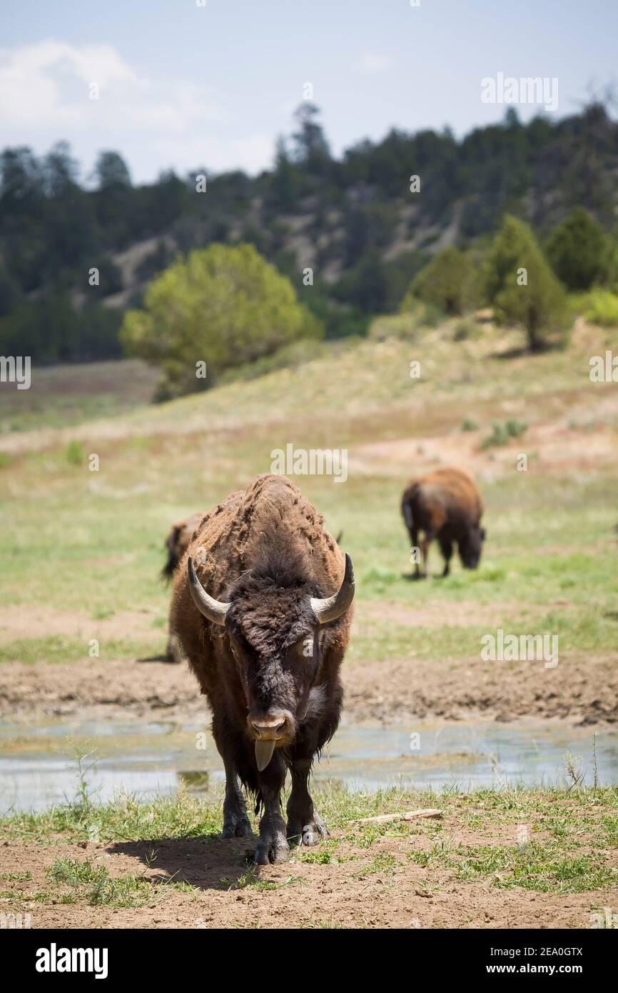 Bisonti americani o bufali, guardando direttamente in una fattoria in Utah, Stati Uniti Foto Stock