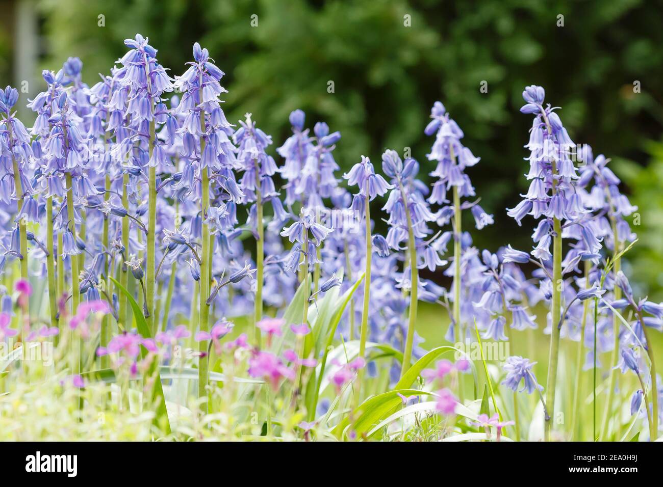Bluebells, bluebells spagnoli (hyacinthoides hispanica) in fiore che cresce in un giardino di primavera nel Regno Unito Foto Stock