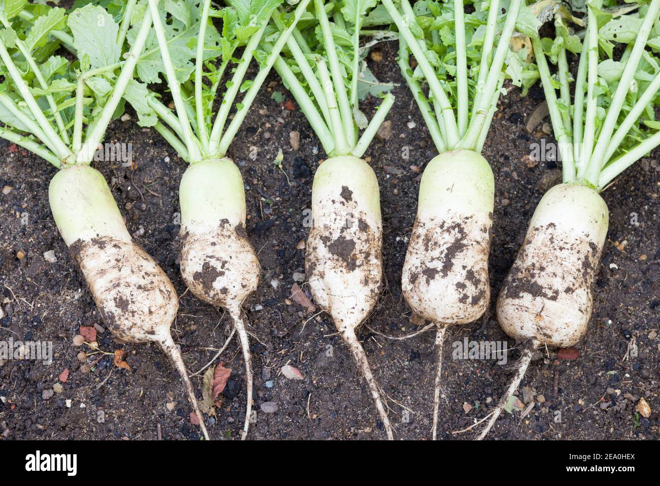 Daikon (mooli) ravanello, mooli kumbong. Conosciuto anche come ravanelli bianchi o ravanelli cinesi. Appena scavato in un giardino del Regno Unito Foto Stock
