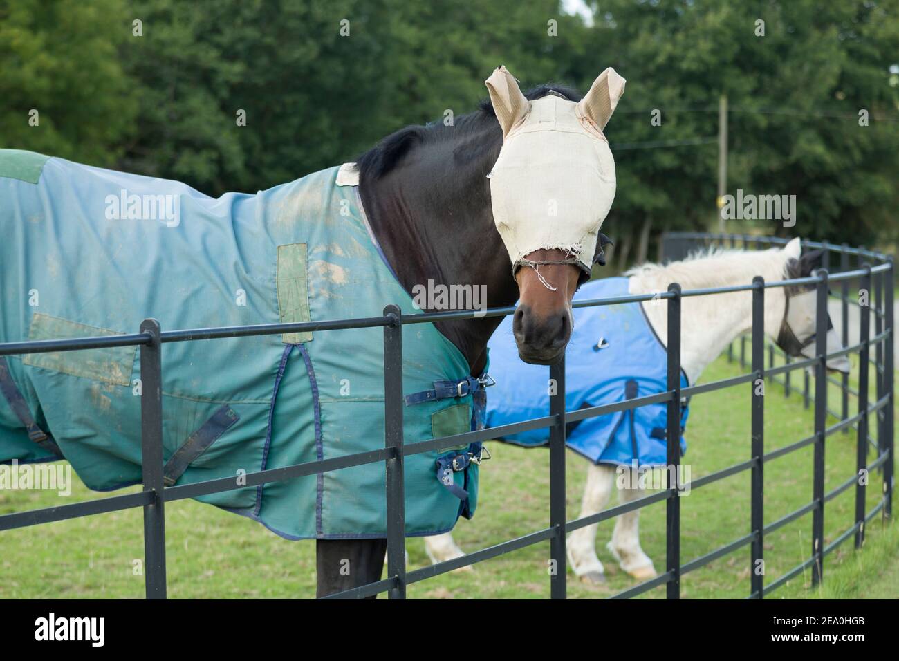 Due cavalli che indossano una maschera di mosca e tappeto di girata o coperta, Regno Unito Foto Stock