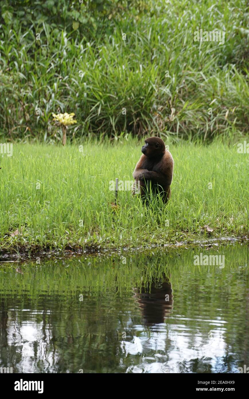 Wooley Monkey a Yanacocha, un centro di salvataggio della fauna selvatica sul bordo della foresta pluviale amazzonica a Puyo, Ecuador. Foto Stock