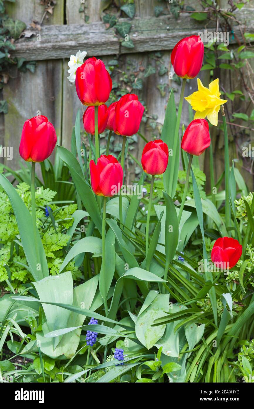 Tulipani rossi (tulipa) in un fiore giardino bordo contro una recinzione, Regno Unito Foto Stock