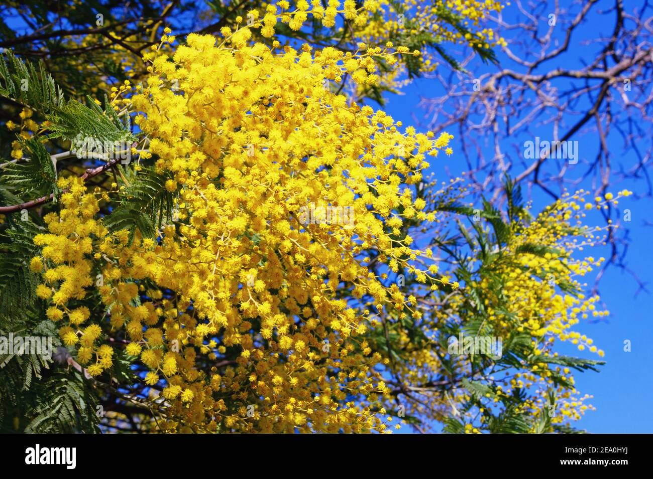 Inizio della molla. Fiori gialli luminosi di Acacia deambata albero contro cielo blu e rami di albero ancora senza foglie Foto Stock