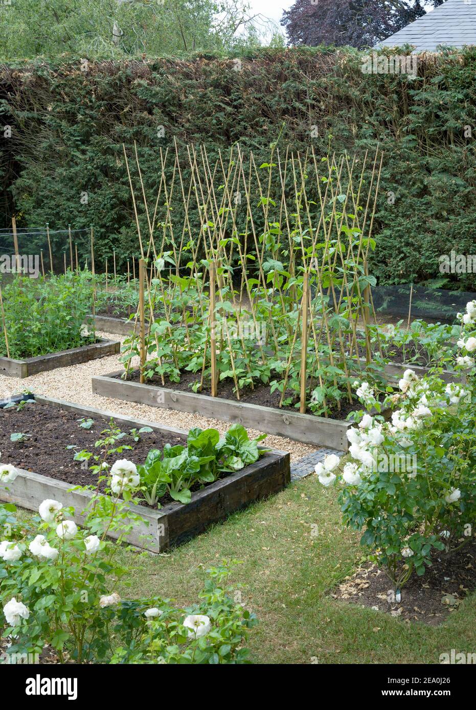 Cerotto vegetale, coltivato in casa (coltivato in casa) verdure che crescono in un giardino britannico in primavera Foto Stock