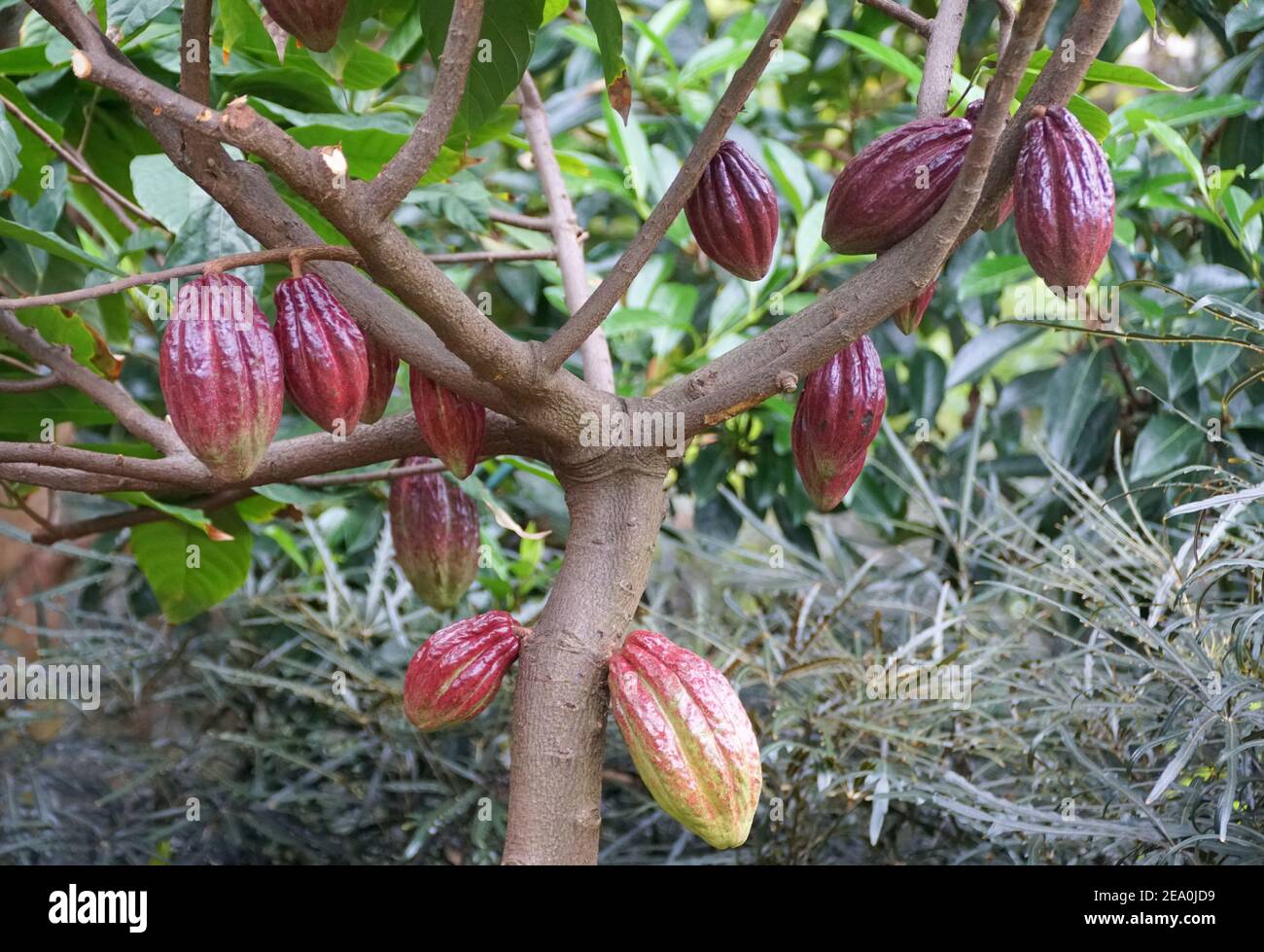 Primo piano di una frutta di cacao marrone sull'albero Foto Stock