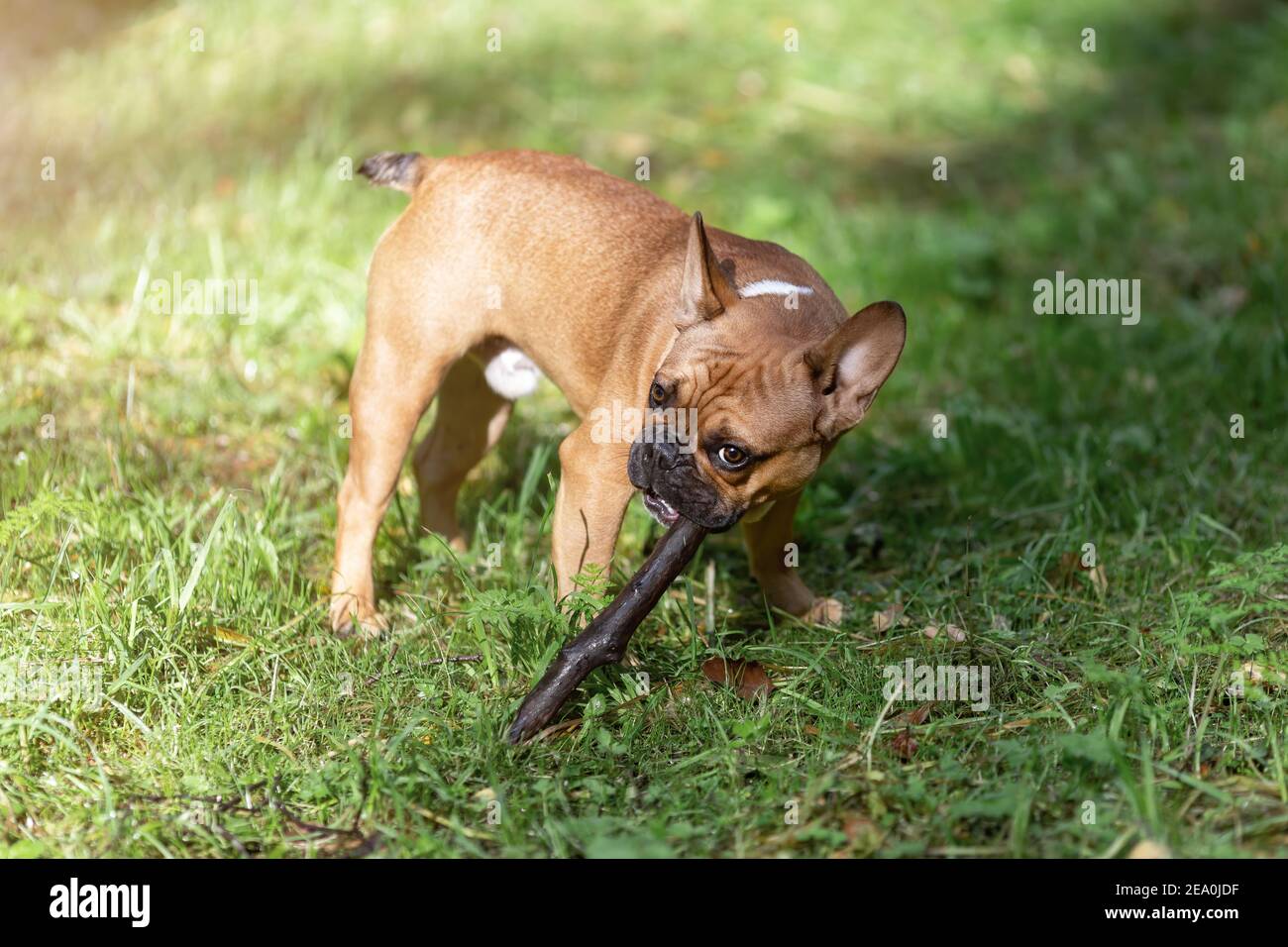 Il cucciolo francese del cane da bulldog palying con il bastone Foto Stock