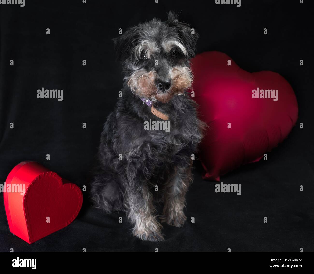 felice giorno di san valentino in miniatura schnauzer razza cane con un rosso palloncino a forma di cuore su sfondo nero Foto Stock