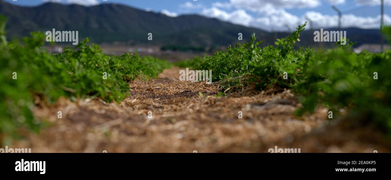 particolare di una piantagione per la coltivazione intensiva di ortaggi quali porri, carote, sedano, broccoli, cipolle, lattuga, spinaci, ecc. Foto Stock