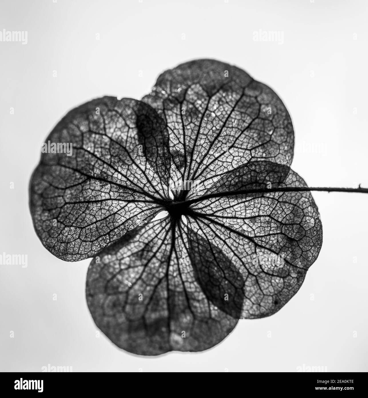 Colpo bianco-nero di un bel fiore con delicati petali Foto Stock