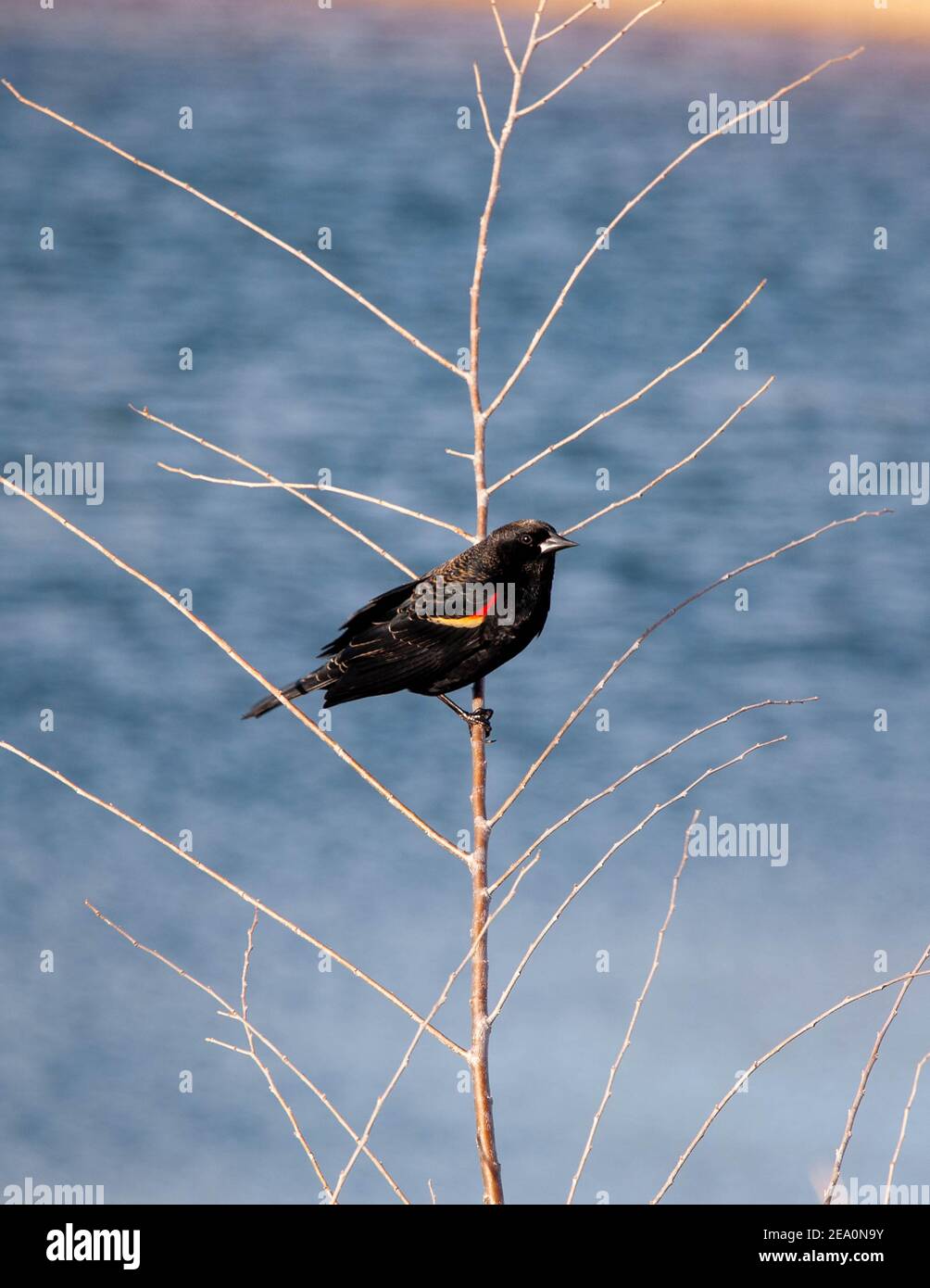 Rosso-winged Blackbird Foto Stock