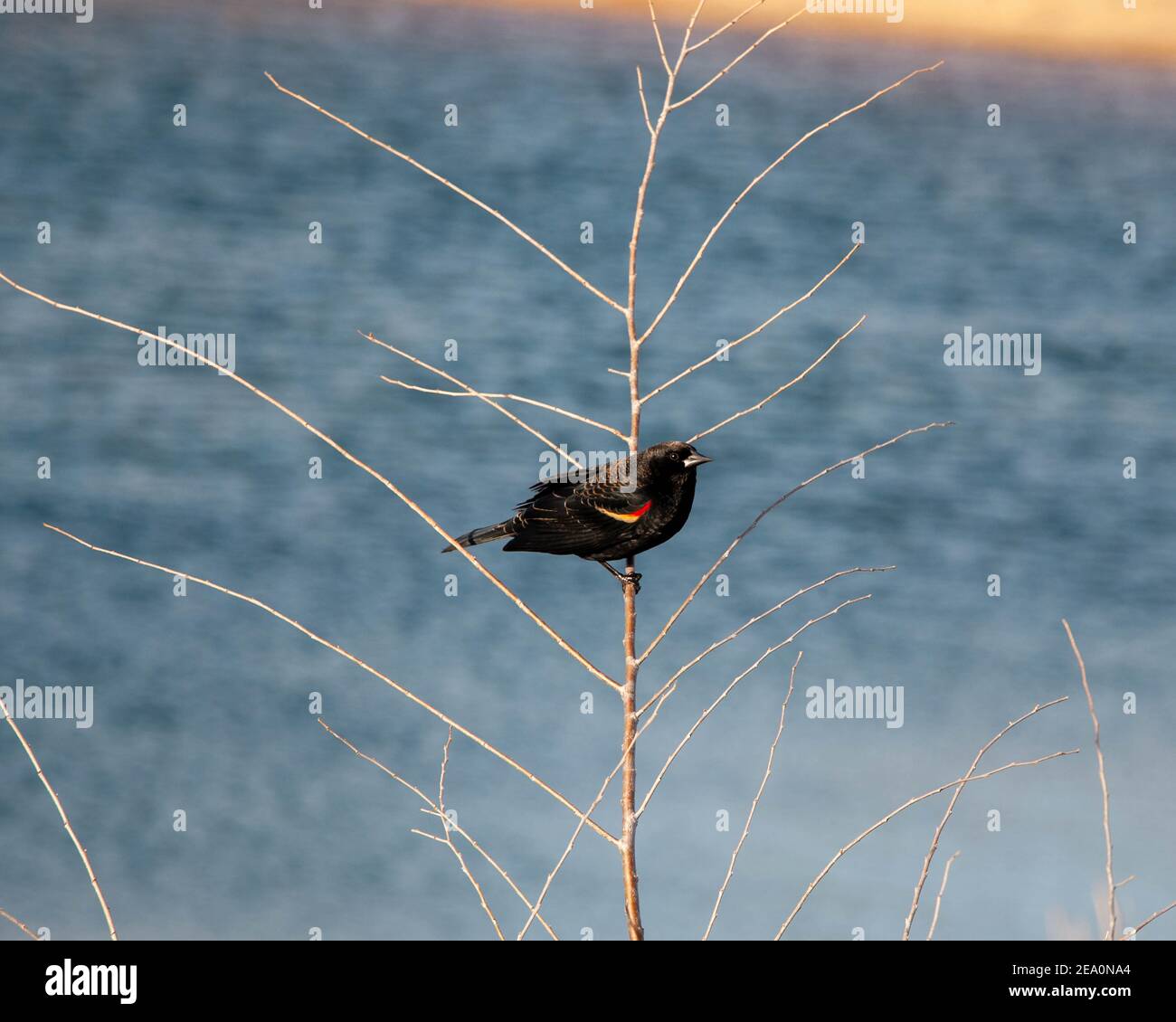 Rosso-winged Blackbird Foto Stock